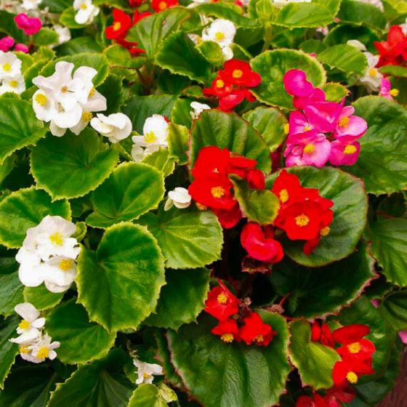 Begonia